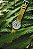 AVI-8 Flyboy GMT - Imagem 3