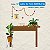 Bananas - Imagem 3
