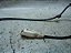 Sensor Abs Traseiro Citroen C4 Pallas 2.0 Manual Original - Imagem 3
