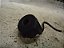 Antena Da Chave C3 Picasso Aircross 11 A 15 1.6 - Imagem 2