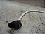 Sonda Lambda Cabo Branco Renault Captur 18/19 1.6 - Imagem 2