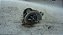 Bomba De Agua D´agua Nissan Versa 12 A 17 1.6 - Imagem 1