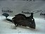 Pedal De Freio Renault Logan Sandero 15 A 18 1.0 16v Sce - Imagem 2