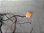 Modulo Alarme Positron Xe360 E Travas Portas Etios Xs 15/16 - Imagem 3