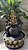 Fonte Ganesha Ouro - Imagem 1
