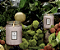 Vela Aromatizada, Pote de Vidro com tampa Rose Colored Glasses- Voluspa Rose Colored Glasses Handpolured Coco Wax Candle - Imagem 3