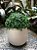 Vaso Planta Cachepô  Decorativo de Cerâmica 12x13 Branco - Imagem 1