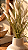 Haste de Foxtail Flôr Creme 70 cm – Casa de Lila - Imagem 2