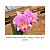 Orquídea Trianae Aranka Germaske x Madge Fordyce Red (S053) - Imagem 1