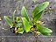 Orquídea Trianae Aranka Germaske x Madge Fordyce Red (S053) - Imagem 3