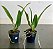 Orquídea Trianae Aranka Germaske x Madge Fordyce Red (S053) - Imagem 2
