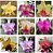 KIT 10 Mudas de Cattleya Identificada - Imagem 1