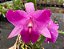 Cattleya Híbrida - E10 - Imagem 1