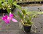 Cattleya Híbrida - E10 - Imagem 2