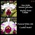 Cheri Belle x Pastoral withe orb (3172) - Imagem 1