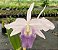 Cattleya Híbrida - E02 - Imagem 1