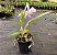 Cattleya Híbrida - E02 - Imagem 2