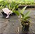 Cattleya Híbrida - E11 - Imagem 2