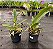 Cattleya Persivaliana Alba (J105) - Imagem 3
