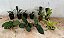 Kit II Mudas de Orquídeas Variadas - Imagem 1