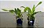 Orquídea Cattleya Empress Bells Stepheson x C Francis T C Au Floralia (S-048) - pré adulta - Imagem 2