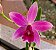 Cattleya L.C. Pink Doll 'Garnet Sea' x L. Rupestres (F-021) - pré adulta - Imagem 1