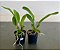 Cattleya Trianae Amesiana x self (S-036) - pré adulta - Imagem 2