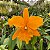 Cattleya BLC Chyong Guu Chaffinch Ta Hsin x BLC Orange Show Cloud Forest (S-087) - pré adulta - Imagem 1