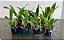 Cattleya BLC Chyong Guu Chaffinch Ta Hsin x BLC Orange Show Cloud Forest (S-087) - pré adulta - Imagem 3