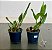 Cattleya BLC Chyong Guu Chaffinch Ta Hsin x BLC Orange Show Cloud Forest (S-087) - pré adulta - Imagem 2