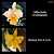 Tiffin Bells Orchidglade X Bouton Dor Lewis (3296) - Imagem 1