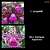 Cattleya Leopoldi x Durigan Aquarius (3246) - Imagem 1