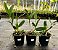 Cattleya Leopoldi x Durigan Aquarius (3246) - Imagem 2
