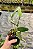 Cattleya Leopoldi x Durigan Aquarius (3246) - Imagem 3