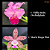 Tiffin Bells Orchidglade X Marie Hoga Pint (3122) - Imagem 1
