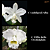 Loddigesii Alba X Tiffin Bells Orchidglade (3271) - Imagem 1