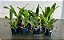 Loddigesii Alba X Tiffin Bells Orchidglade (3271) - Imagem 2