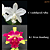 Loddigesii Alba X Pren Doufang (3273) - Imagem 1