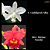 Loddigesii Alba X Mirian Suzuki (3284) - Imagem 1