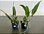 Loddigesii Alba X Mirian Suzuki (3284) - Imagem 4