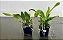 Walkeriana coerulea x Warnerii coerulea (3244) - Imagem 3