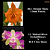 Orange Show Cloud Forest x Midred Rives Orchidlibrary (3546) - Imagem 1