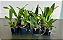Orange Show Cloud Forest x Midred Rives Orchidlibrary (3546) - Imagem 2