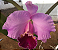 Cattleya LC Drumbet San Gabriel X LC Culminant La Tuilerie (S-130) - pré adulta - Imagem 1