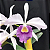 Cattleya Warnerii coerulea (S240) - pré adulta - Imagem 1