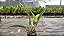 Cattleya sem Identificação - Imagem 6
