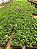 KIT 20 Mudas de Cattleya Identificada - Imagem 4