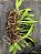 Cattleya Identificada Adulta - Imagem 3