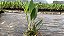 Cattleya Identificada Adulta - Imagem 5