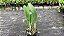 Cattleya Identificada Adulta - Imagem 4